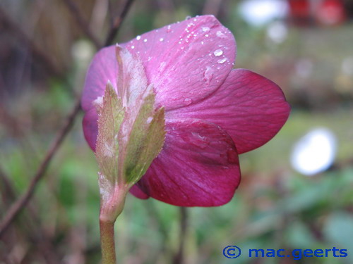 helleborus hybr